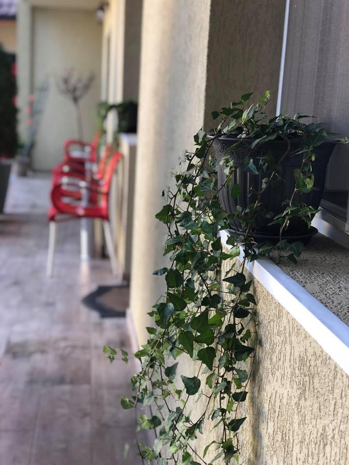 فندق Haţegفي  Vila Nicole المظهر الخارجي الصورة